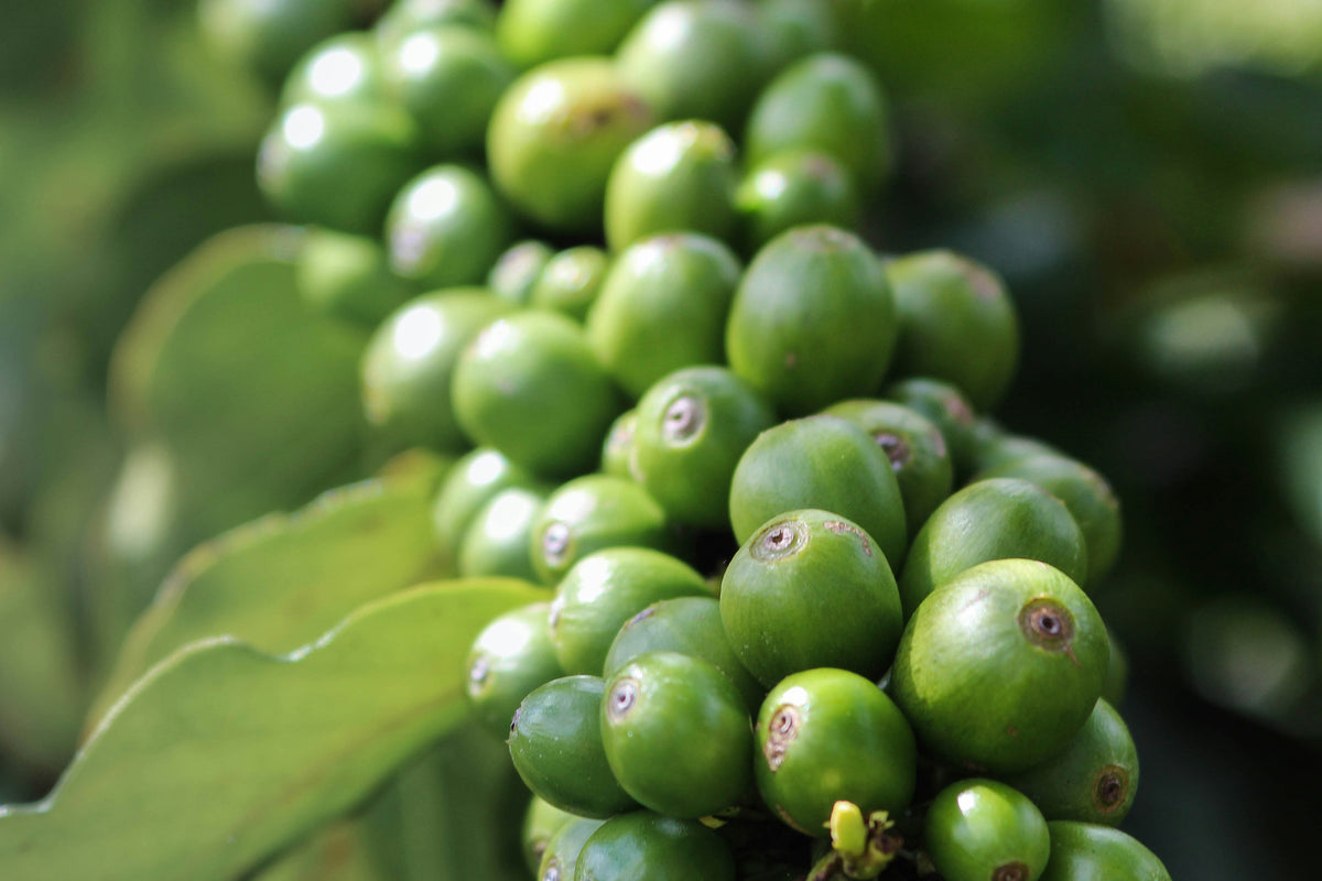 Spilling the Beans on Caffeine